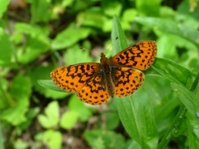 Pacific Fritillary, Bolaria epithore