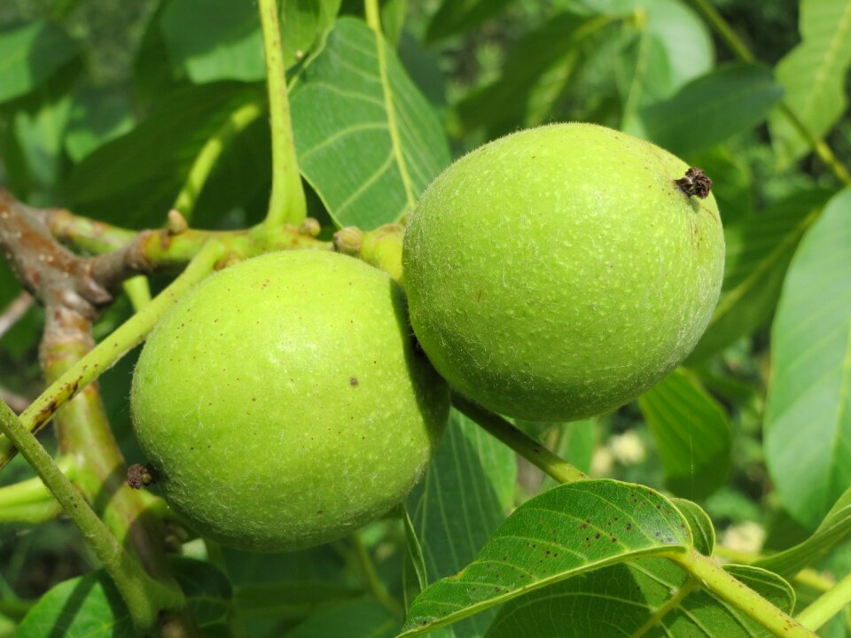 Common walnut nut fruit