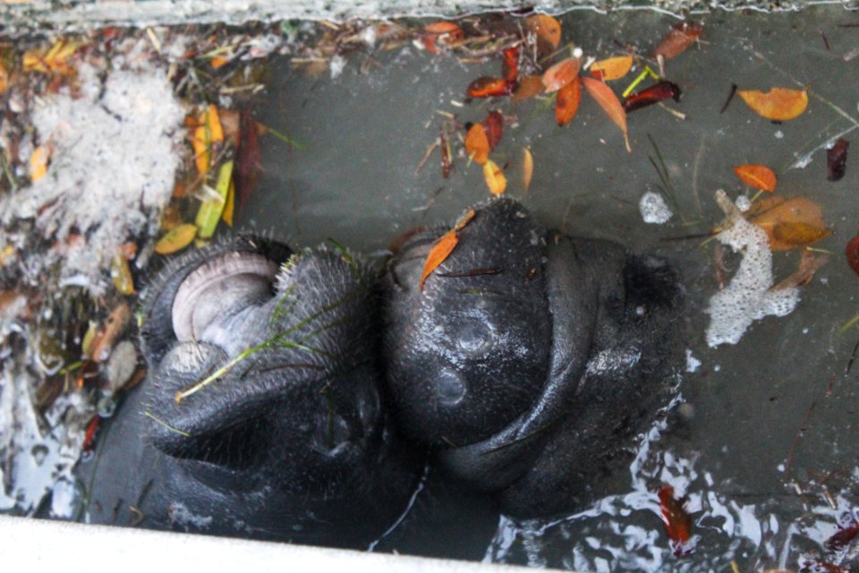 Two Manatees Closeup