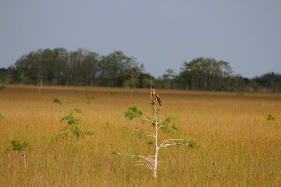 Red-shouldered Hawk