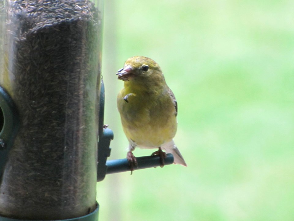 Juvenile Goldfinch