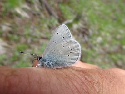 Silvery Blue, Glaucopsyche lygdamus