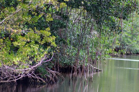 Mangrove Estuary