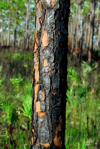 Pinelands after a prescribed  fire (1) NPSphoto