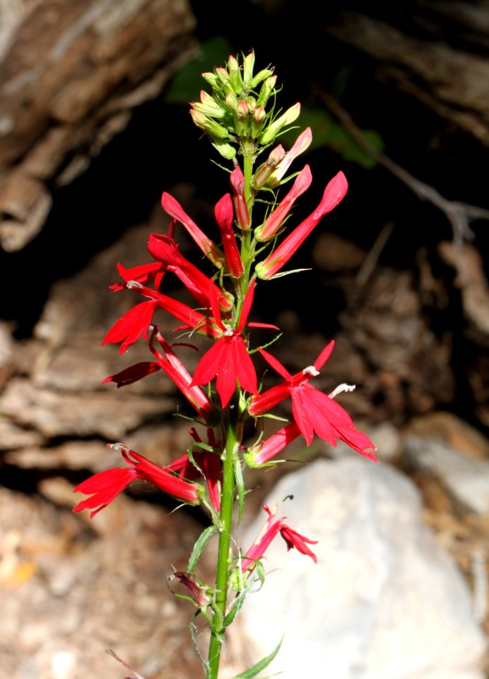 CARDINAL FLOWER (Lobelia cardinalis) (9-1-10) french joe cyn, whetstone mts, az -01