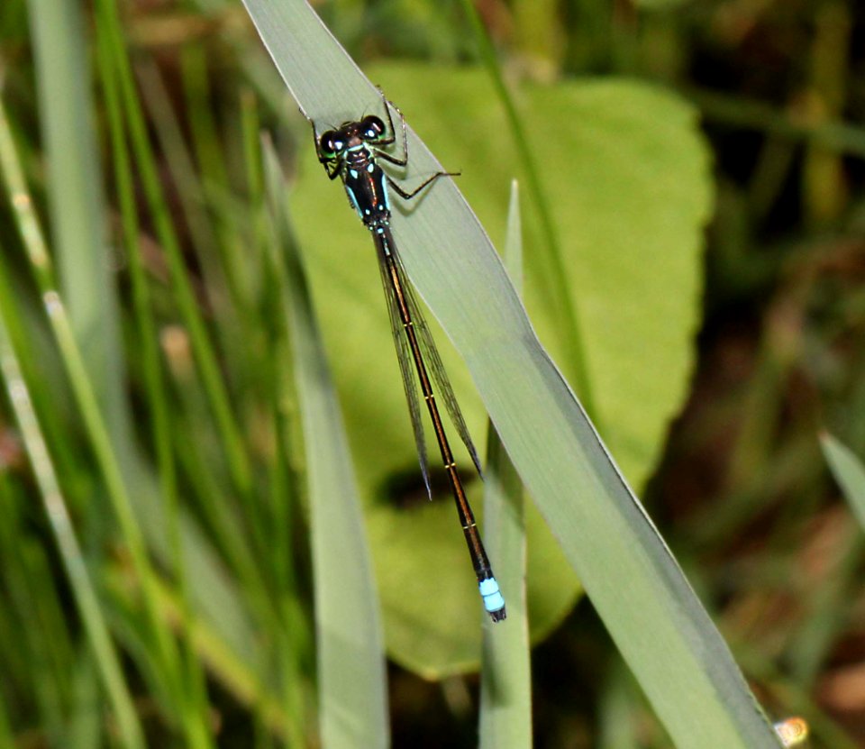FORKTAIL, PLAINS (Ischnura cervula) (8-27-12) pat lake state park, scc, az -02