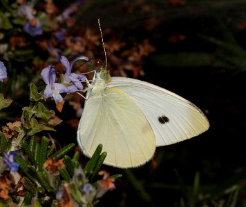 WHITE, CABBAGE (Pieris rapae) (8-20-10) fem, patagonia, scc, az -01