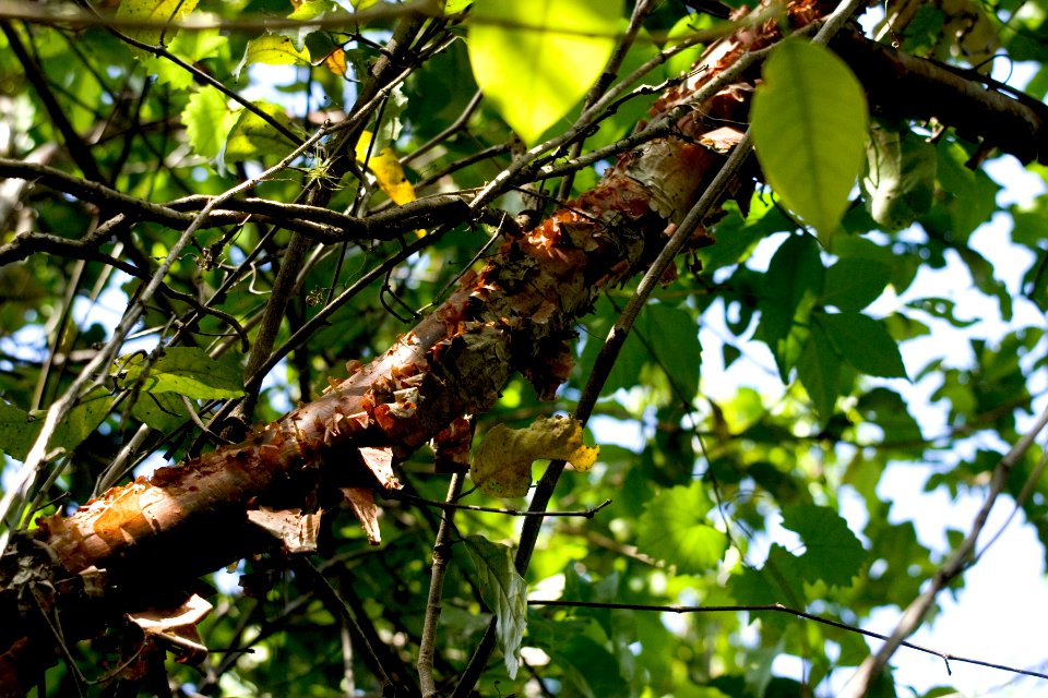 Gumbo Limbo NPSPhoto, R. Cammauf (4)