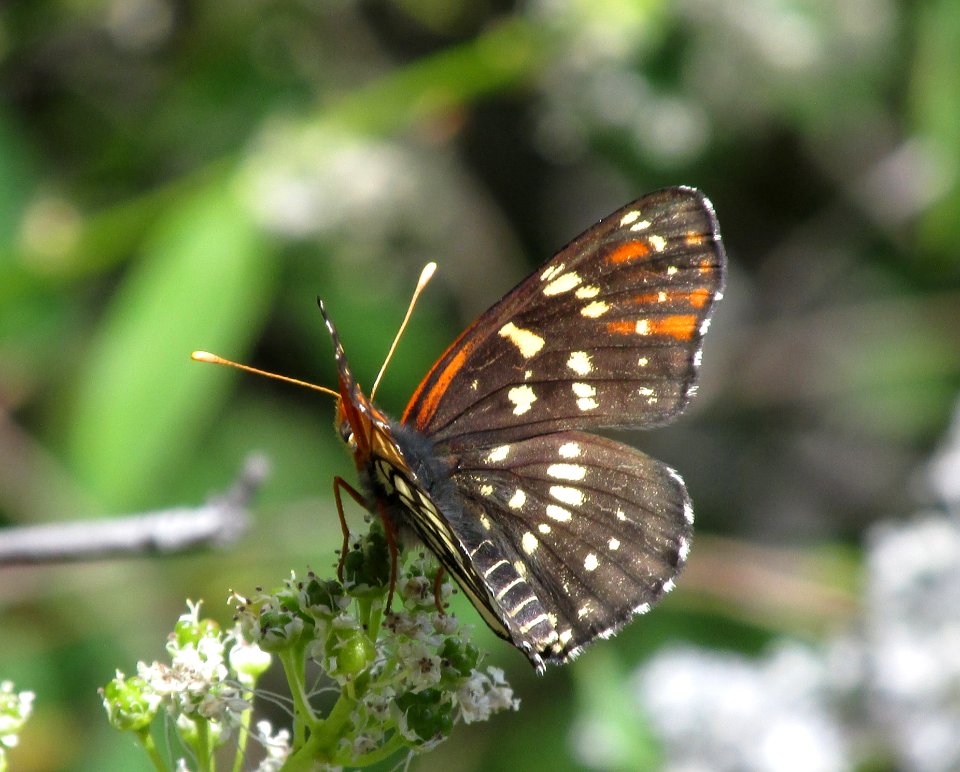 Lenira Checkerspot, Chlosyne leanira oregonensis