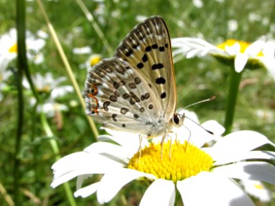 Edith's Copper