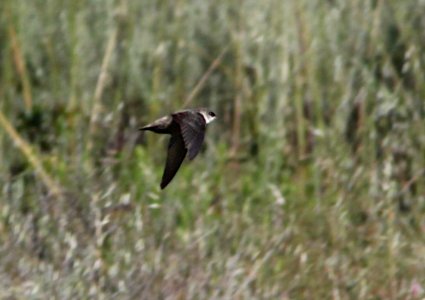 SWIFT, VAUX'S (4-29-10) whalerock reservoir, slo co, ca -04