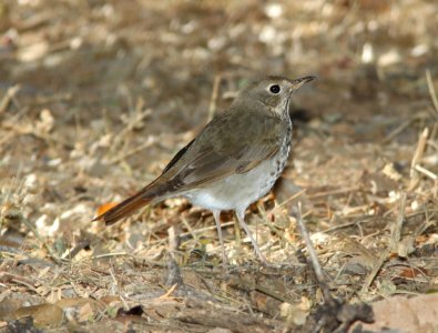 THRUSH, HERMIT (1-15-11) patagonia lake, scc, az -01