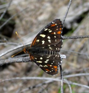 Lenira Checkerspot, Chlosyne leanira oregonensis