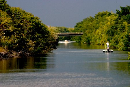Buttonwood Canal Flamingo, NPSPhoto.JPG