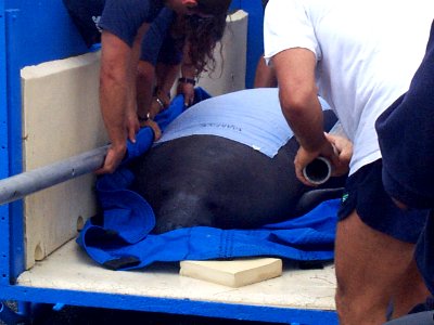 MAM Manatee research rescue and release (3), NPSPhoto, EVER 1998