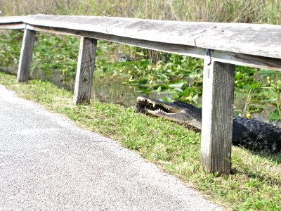 Gator vs Python, 9, NPSPhoto