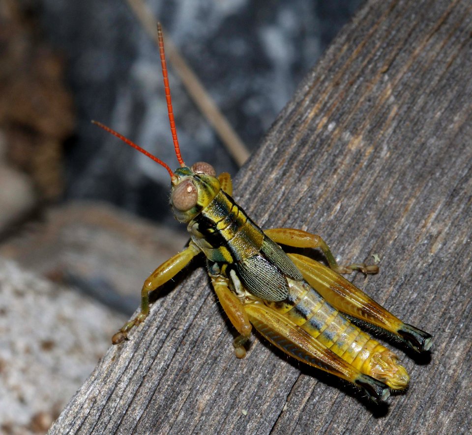 GRASSHOPPER, HORSE LUBBER (Taeniopoda eques) (8-10-10) imm, yard, west of patagonia, scc, az -02  (8-23-10) yard, west of patagonia, scc, az -01