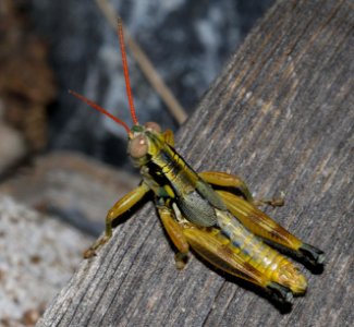 GRASSHOPPER, HORSE LUBBER (Taeniopoda eques) (8-10-10) imm, yard, west of patagonia, scc, az -02  (8-23-10) yard, west of patagonia, scc, az -01