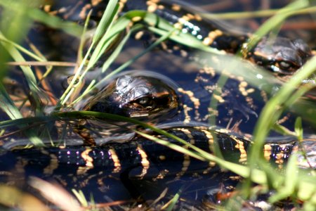 Alligator Hatchlings