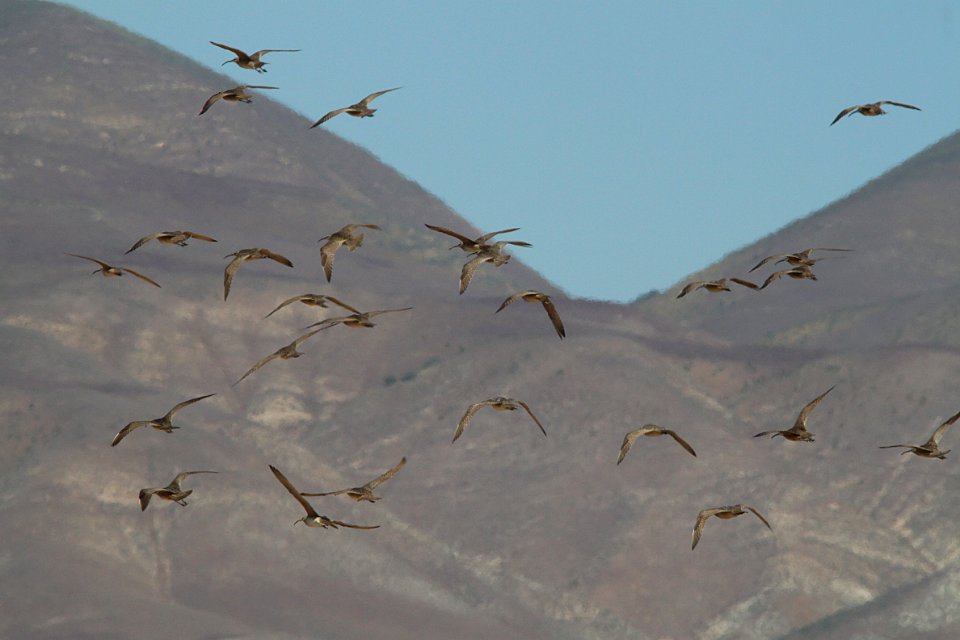 WHIMBREL (5-5-10) seven-mile rd, carrizo plain, slo co, ca -04