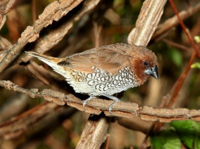 SCALY-BREASTED MUNIA / NUTMEG MANNIKIN (4-30-10) san luis obispo, slo co, ca -05
