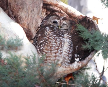 OWL, SPOTTED (12-23-10) garden canyon, cochise co, az - 01