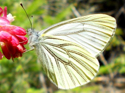 Margined White, Pieris marginalis