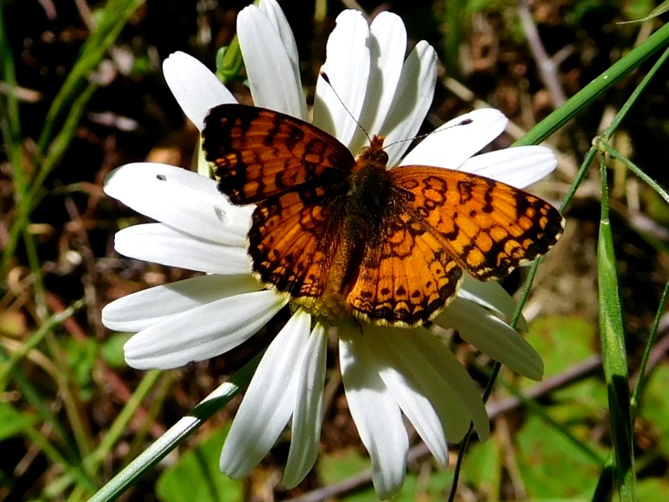 Mylitta Crescent, Phyciodes mylitta