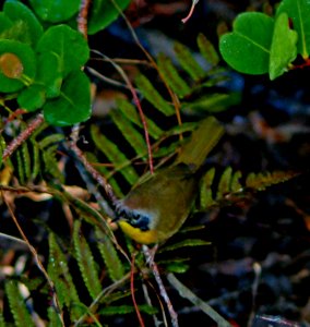 Common Yellowthroat, NPSPhotos.jpg