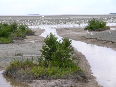 Snake Bight Flocks, NPSphoto, S. Zenner