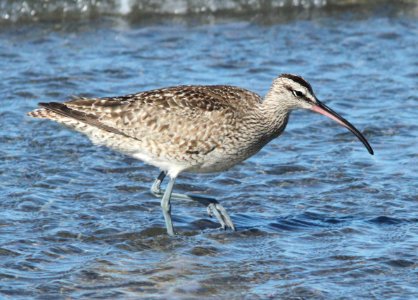 WHIMBREL (3-22-10) morro bay, ca -01