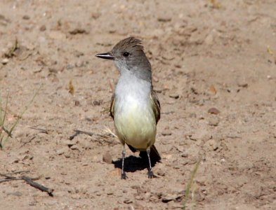 FLYCATCHER, ASH-THROATED (5-2-10) River Road access, Santa Margarita Lake -01