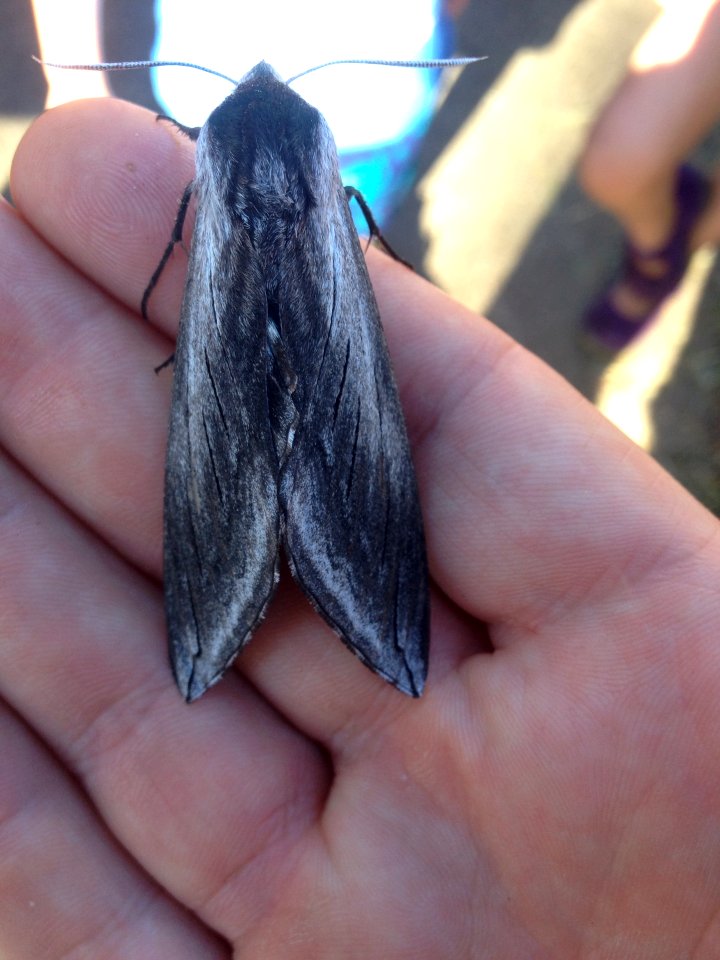 Sequoia sphinx moth