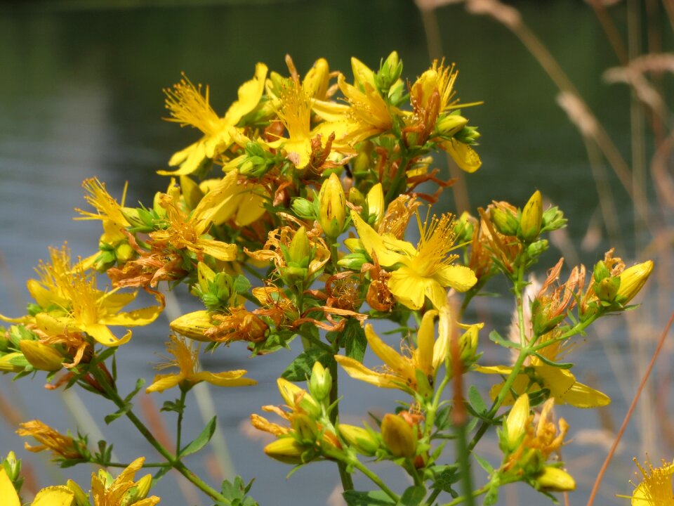 St john's wort wildflower flora