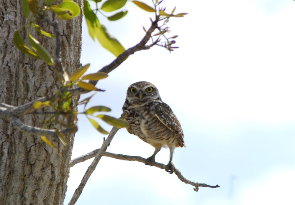 Burrowing Owl (3), NPS Photo