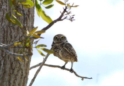 Burrowing Owl (3), NPS Photo