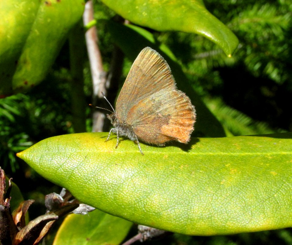 Brown Elfin, Incisalia augustinus