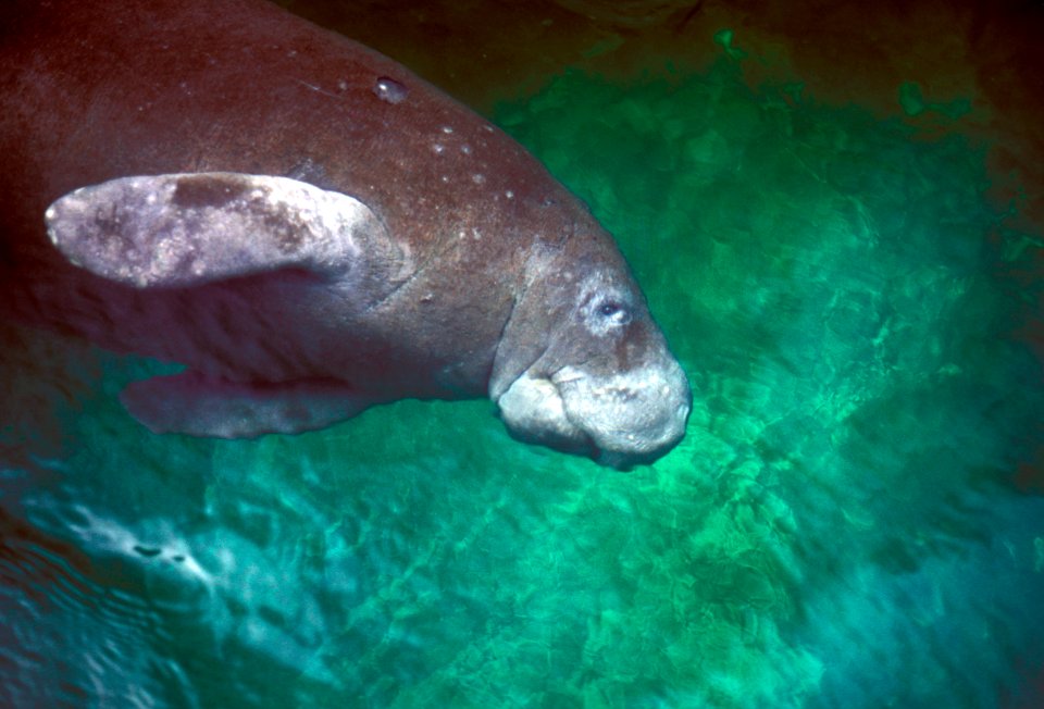 Manatee (3), NPSPhoto