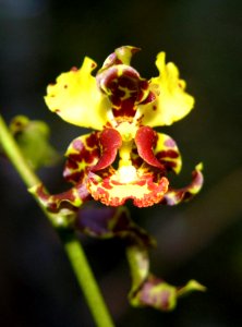 Cowhorn Orchid (2), NPSPhoto.jpg