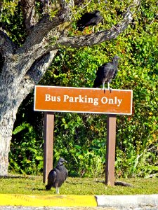 Black Vultures , NPSphoto, P.Baxter