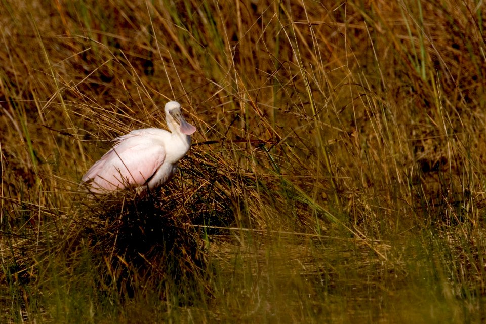 Roseate Spoonbill (1), NPSPhoto, R. Cammauf