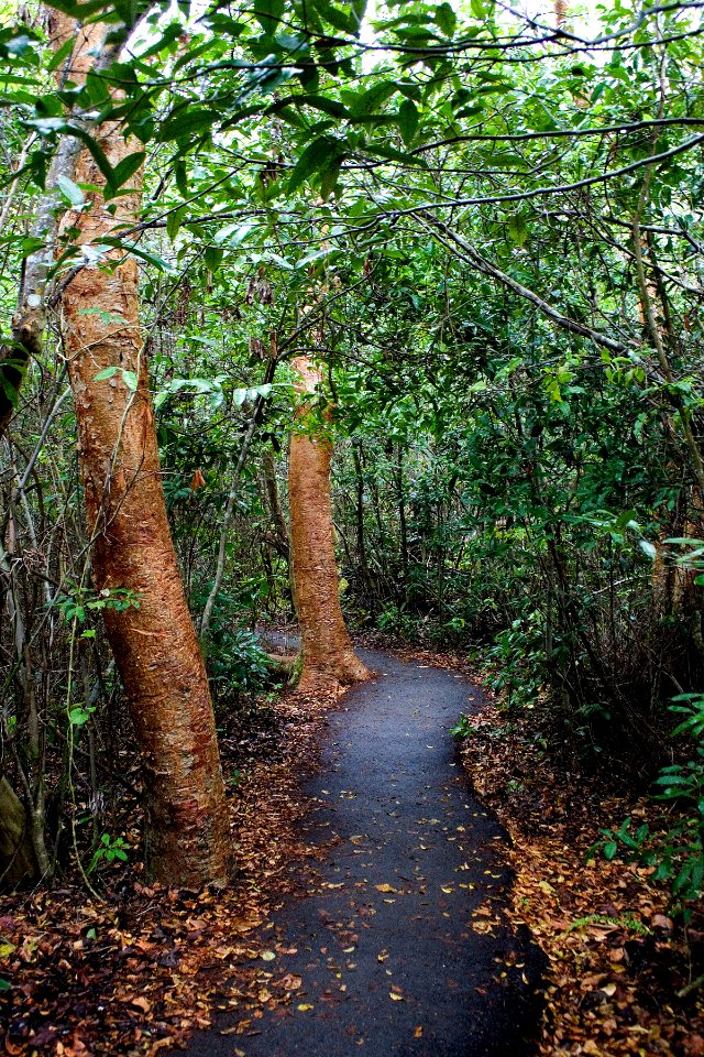 gumbo limbo trail, NPSPhoto, R. Cammauf