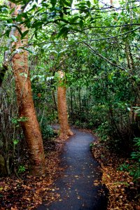 gumbo limbo trail, NPSPhoto, R. Cammauf