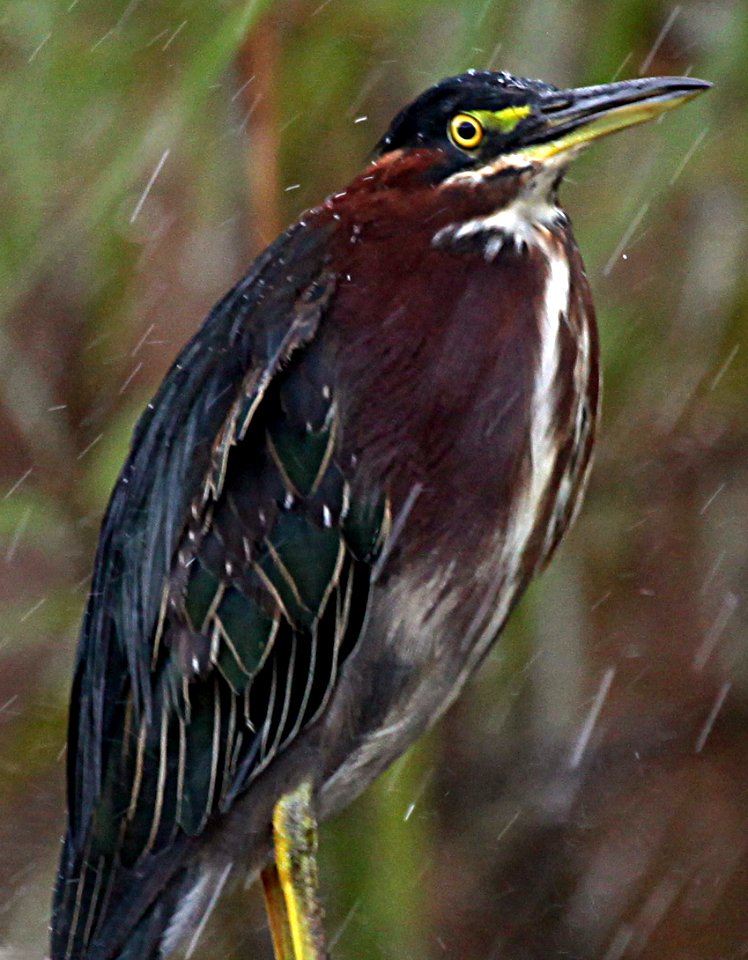 Green Heron in Rain