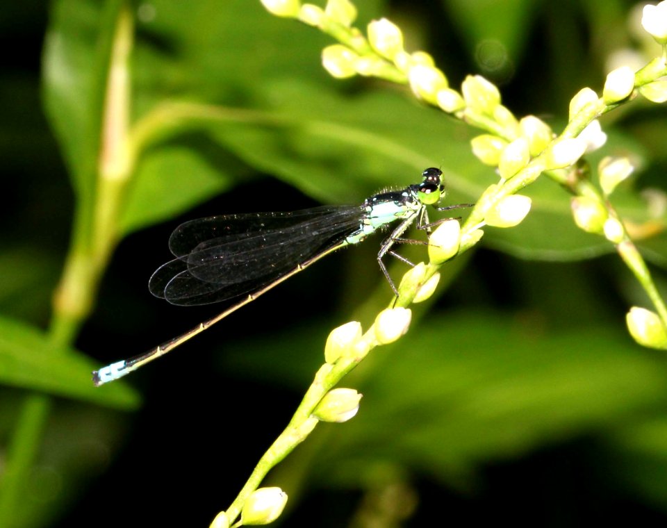 FORKTAIL, PLAINS (Ischnura cervula) (8-27-12) pat lake state park, scc, az -01