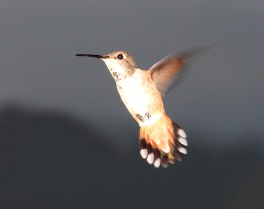 HUMMINGBIRD, RUFOUS (8-1-10) female, yard, west of patagonia, scc, az -06