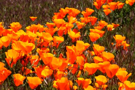 POPPY, CALIFORNIA (eschscholzia californica) (4-24-10) carrizo plain nat mon -03