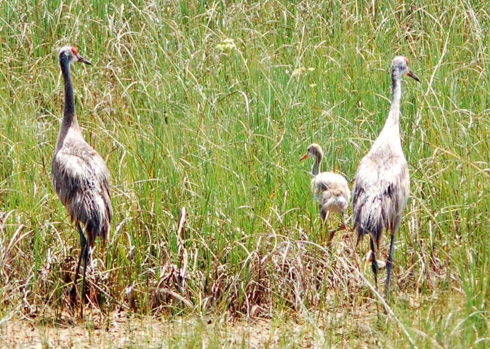 Sandhill Crane with young, NPSPhotos.jpg