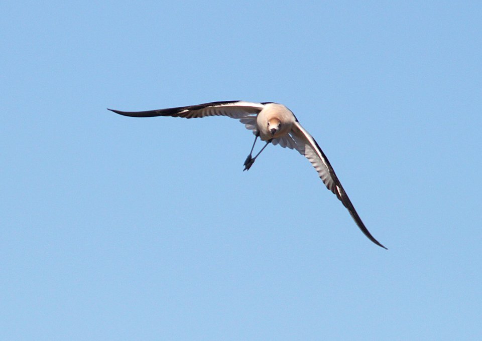 AVOCET, AMERICAN (5-1-10) adult alarmed over chicks, carrizo plain nat mon , slo co, ca -09 ballistic mode