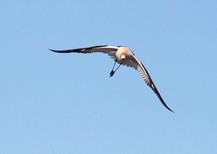 AVOCET, AMERICAN (5-1-10) adult alarmed over chicks, carrizo plain nat mon , slo co, ca -09 ballistic mode
